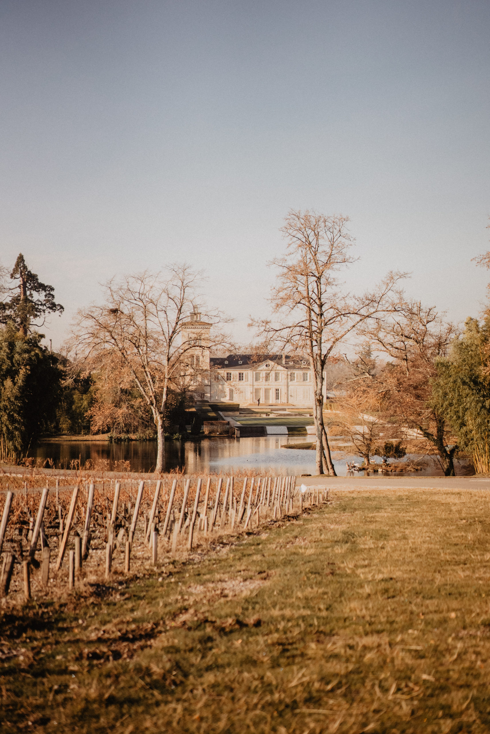 Château Lagrange, vignes l’hiver